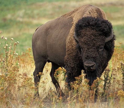 buffalo animal.